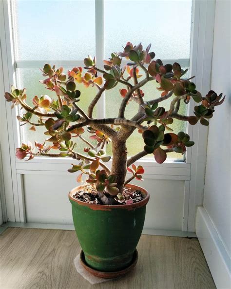 cuidados del árbol de jade Cactus Y Suculentas Interior Deco Mata