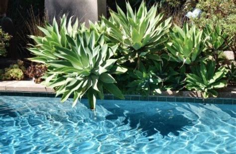 Low Maintenance Pool Landscaping Ideas | Acquality Pool Service | Pool ...