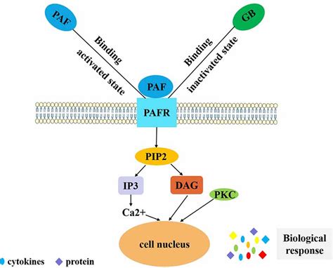 Frontiers Role Of Ginkgolides In The Inflammatory Immune Response Of