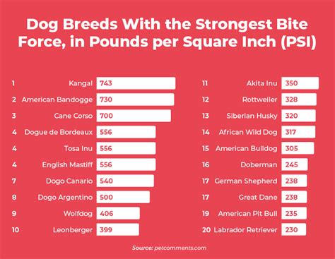 Dog Bite Statistics: 38 Most Aggressive Breeds in 2025 – The Swiftest