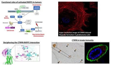 Relaxin Factors In Cancer Hombachklonisch