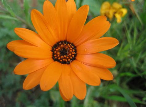 Арктотис фото Выращивание из семян Посадка и уход