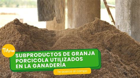 Subproductos de granja porcicola utilizados en la ganadería TvAgro por