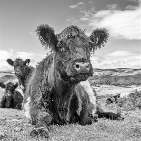 Belted Galloway Cow Picture Canvas Wall Art In Colour By Shaun Davey 849796