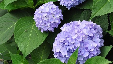 Growing Blue Hydrangeas - Hydrangea Colors | Gardener's Supply