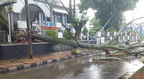 Disapu Angin Kencang Banyak Pohon Tumbang Di Pandeglang Tutup Jalan