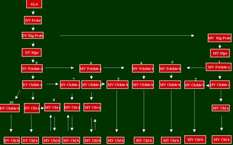 The Chl B Biosynthetic Pathway