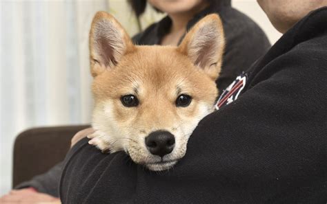 かわいく甘える姿は飼い主を利用しているだけ！？ 柴犬・甘えん坊番長！