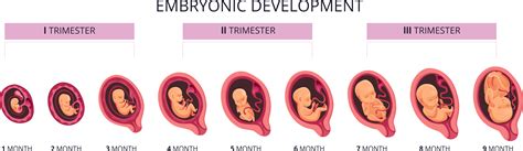 Baby's Development in the Womb • Teenage-Pregnancy.org