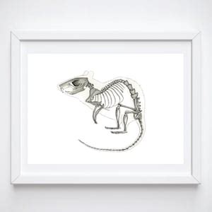 Rat Skeleton Print: Animal Print, Watercolor Anatomy Art, Unique Wall Decor - Etsy