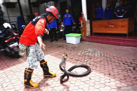 Penangkapan Ular Berbisa King Cobra Di Trenggalek ANTARA News