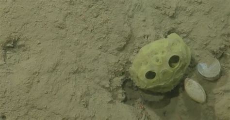 Sampling Glass Sponges In The Olympic Coast National Marine Sanctuary