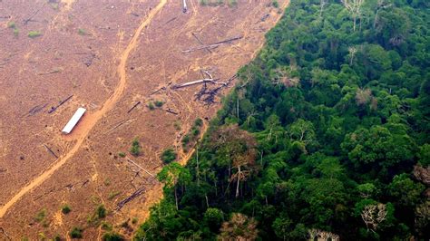 More Than One Third Of The Amazon Forest Is Degraded Study Says