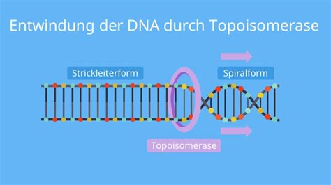 DNA Replikation einfach erklärt Ablauf Phasen mit Video