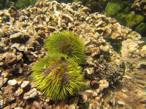 Green Sea Urchin Lytechinus Semituberculatus On Foca Island North