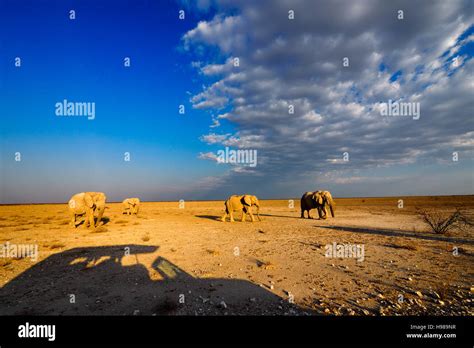 Etosha NP, Namibia Stock Photo - Alamy