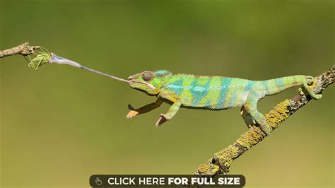 Chameleon Hunting On Insects Animals With Long Tongues Changing Color