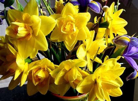 Solve Daffodils Jigsaw Puzzle Online With 48 Pieces