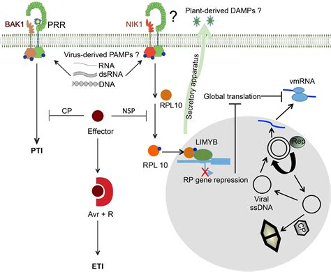 Frontiers Immune Receptors And Co Receptors In Antiviral Innate