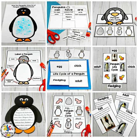 Penguin Life Cycle Diagram