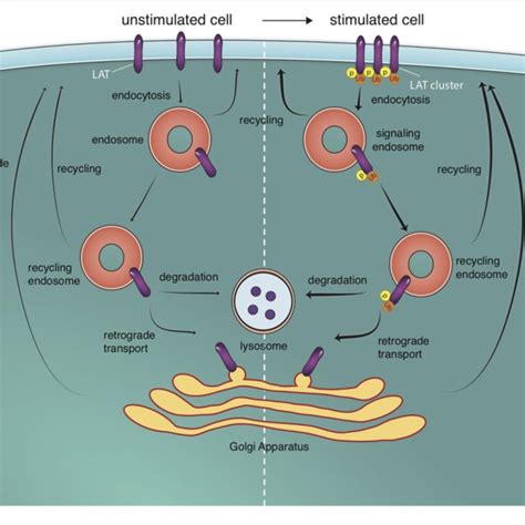 Endosomal Trafficking Pathways To And Off The T Cell Surface T Cell