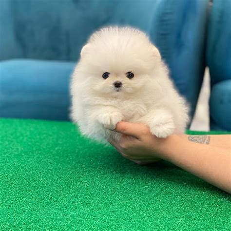 Miniature Pomeranian for sale/Mini pomeranian for sale