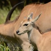 Tage Safari Zum Lake Manyara Zur Serengeti Und Zum Ngorongoro