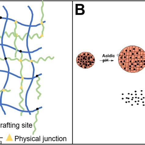 Bio Based Responsive Materials For Drug Release A Chitosan Based Download Scientific Diagram