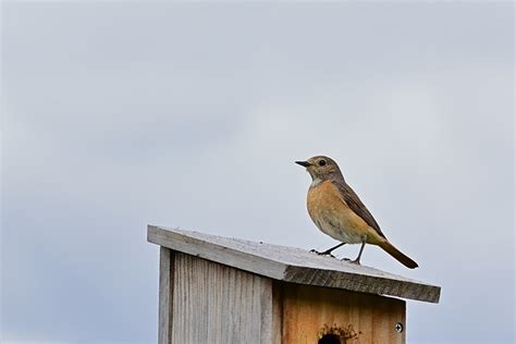 Gartenrotschwanz Weibchen Kostenloses Foto Auf Pixabay Pixabay