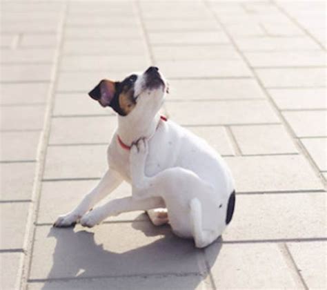 how to help dogs with itching