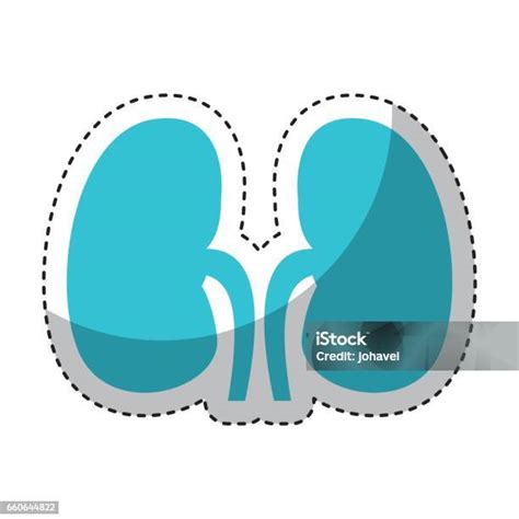 인간 장기 신장 아이콘 건강관리와 의술에 대한 스톡 벡터 아트 및 기타 이미지 건강관리와 의술 건강한 생활방식 과학