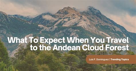 What To Expect When You Travel to the Andean Cloud Forest