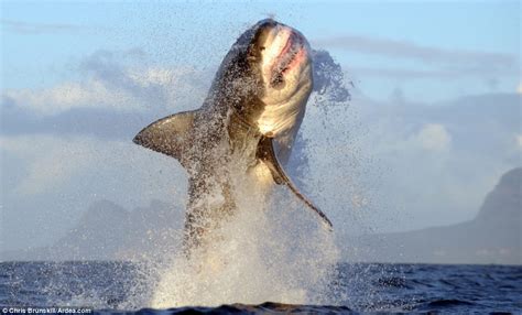 Pictured The Incredible Moment A Great White Shark Erupts From The Sea To Kill Its Prey Daily