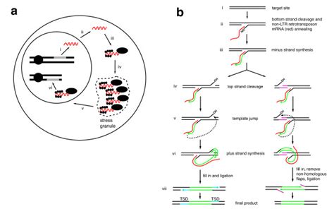 Replication Of Non Long Terminal Repeat Non Ltr Retrotransposons A