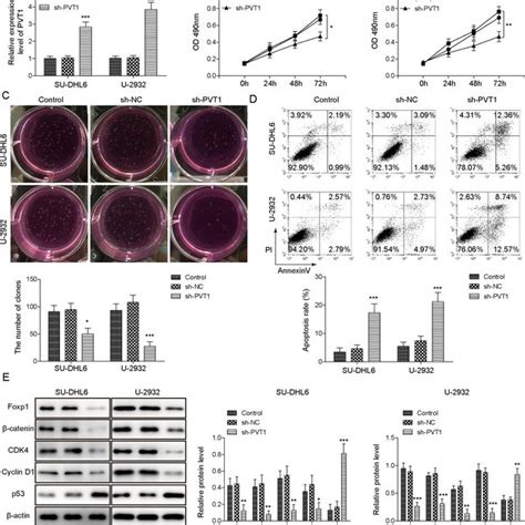 Knockdown Of Pvt Suppressed Dlbcl Cell Proliferation But Promoted