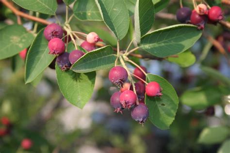 Juneberries | Center for Crop Diversification