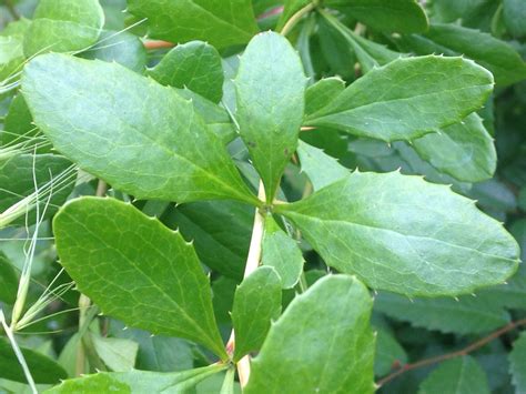 Berberis canadensis (Allegheny Barberry, American Barberry) | North ...