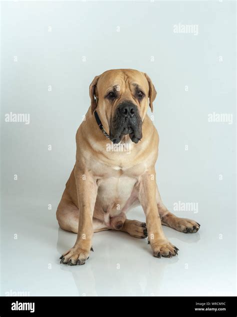 Dog Boerboel South African Mastiff Stock Photo Alamy