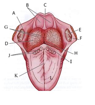 tongue labeling Diagram | Quizlet