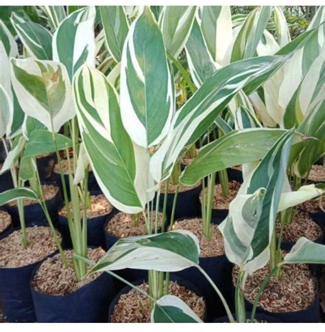 Variegated Maranta Arundinacea / Arrowroot | Lazada