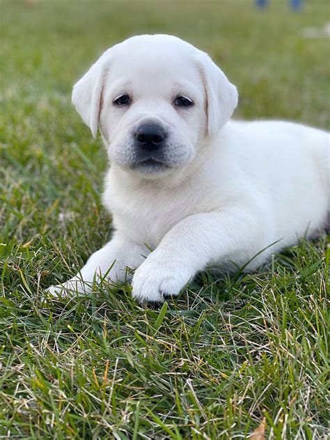 White Lab Puppies Available Now