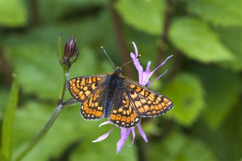 Vital habitat secured for endangered butterfly - Biffa Award