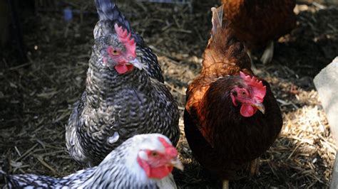 Bird Flu Detected In Commercial Poultry Flock In Ionia County