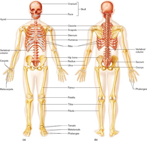 Lab Appendicular Skeleton Flashcards Quizlet