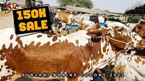 150K Main Sale Laga Di Surjani Bhains Colony Mandi 2023 Cattle