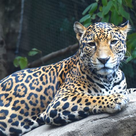 Jaguar Habitat