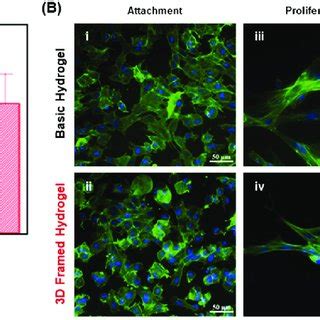 Biocompatibility Analysis Of The 3D Frame Hydrogel A Cell Viability