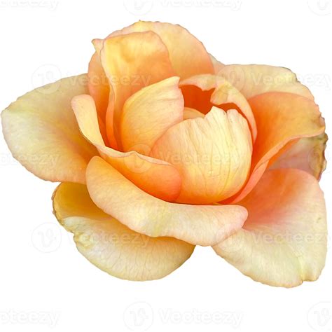 Rose Peach Colored Flowers 23251946 PNG