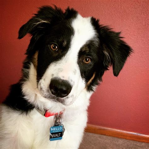 Hello my name is Walt. 6mo pure border collie : r/BorderCollie