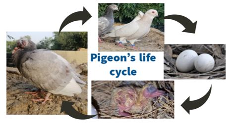 Pigeons Life Cycle Explained With Pictures Facts That Shock You